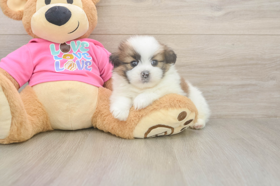 Shih Pom Puppy for Adoption