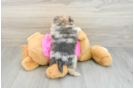 Smart Shih Pom Designer Pup