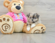 6 week old Shih Pom Puppy For Sale - Premier Pups