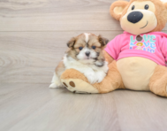 7 week old Shih Pom Puppy For Sale - Premier Pups