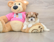 6 week old Shih Pom Puppy For Sale - Premier Pups