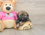 5 week old Shih Pom Puppy For Sale - Premier Pups