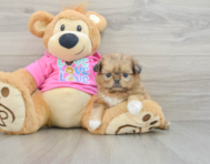 6 week old Shih Pom Puppy For Sale - Premier Pups