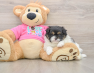 7 week old Shih Pom Puppy For Sale - Premier Pups