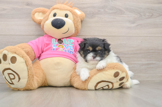 Petite Shih Pom Designer Pup