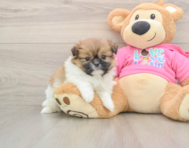 6 week old Shih Pom Puppy For Sale - Premier Pups