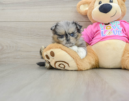 6 week old Shih Pom Puppy For Sale - Premier Pups