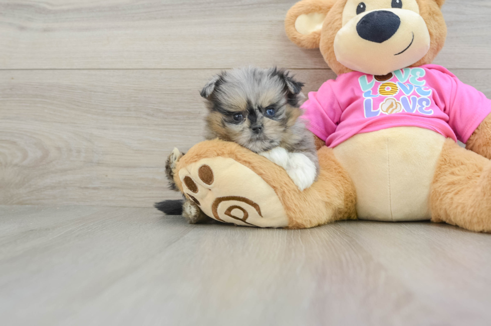 6 week old Shih Pom Puppy For Sale - Premier Pups