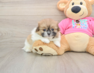 7 week old Shih Pom Puppy For Sale - Premier Pups