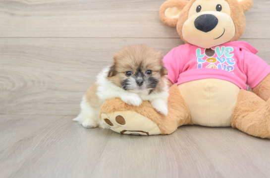Smart Shih Pom Designer Pup