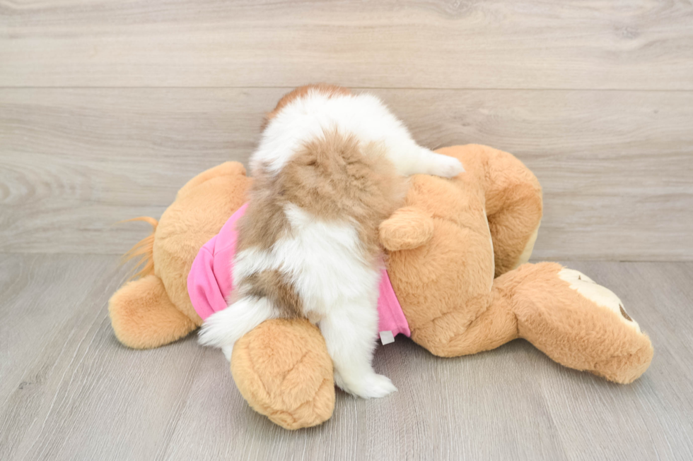 Shih Pom Puppy for Adoption