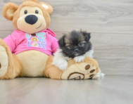 6 week old Shih Pom Puppy For Sale - Premier Pups