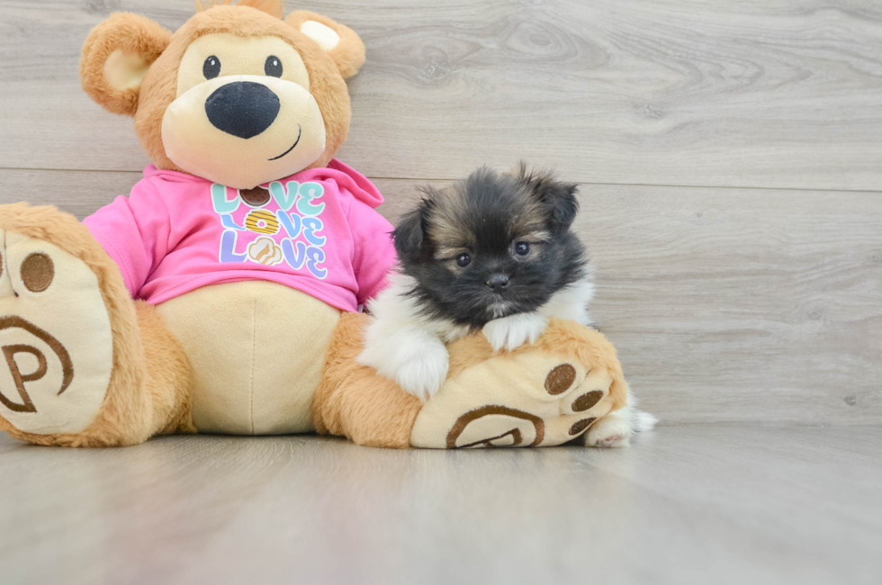 6 week old Shih Pom Puppy For Sale - Premier Pups