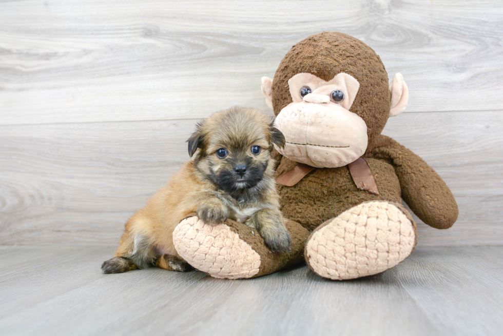 Shih Pom Puppy for Adoption