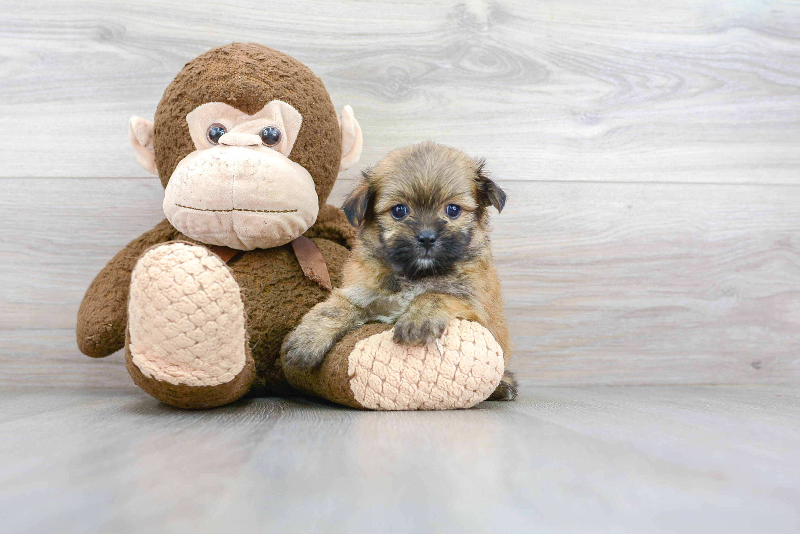 Sweet Shih Pom Baby