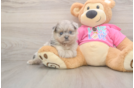 Sweet Shih Pom Baby