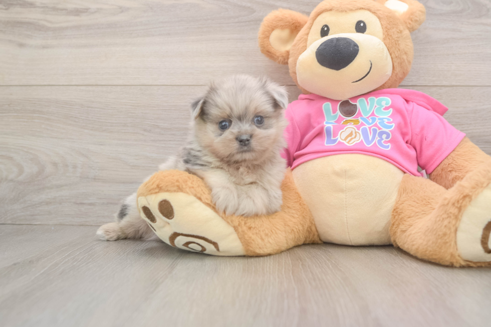 Sweet Shih Pom Baby