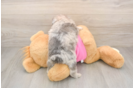 Little Pomtzu Designer Puppy