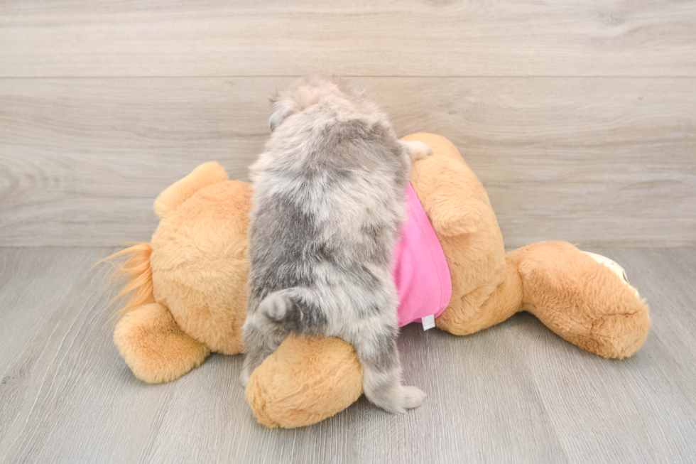 Little Pomtzu Designer Puppy