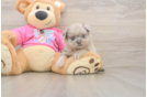 Popular Shih Pom Designer Pup