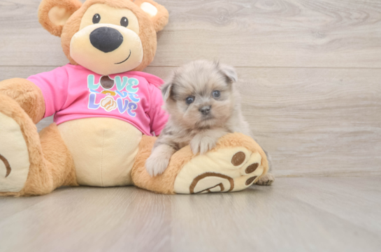 Popular Shih Pom Designer Pup
