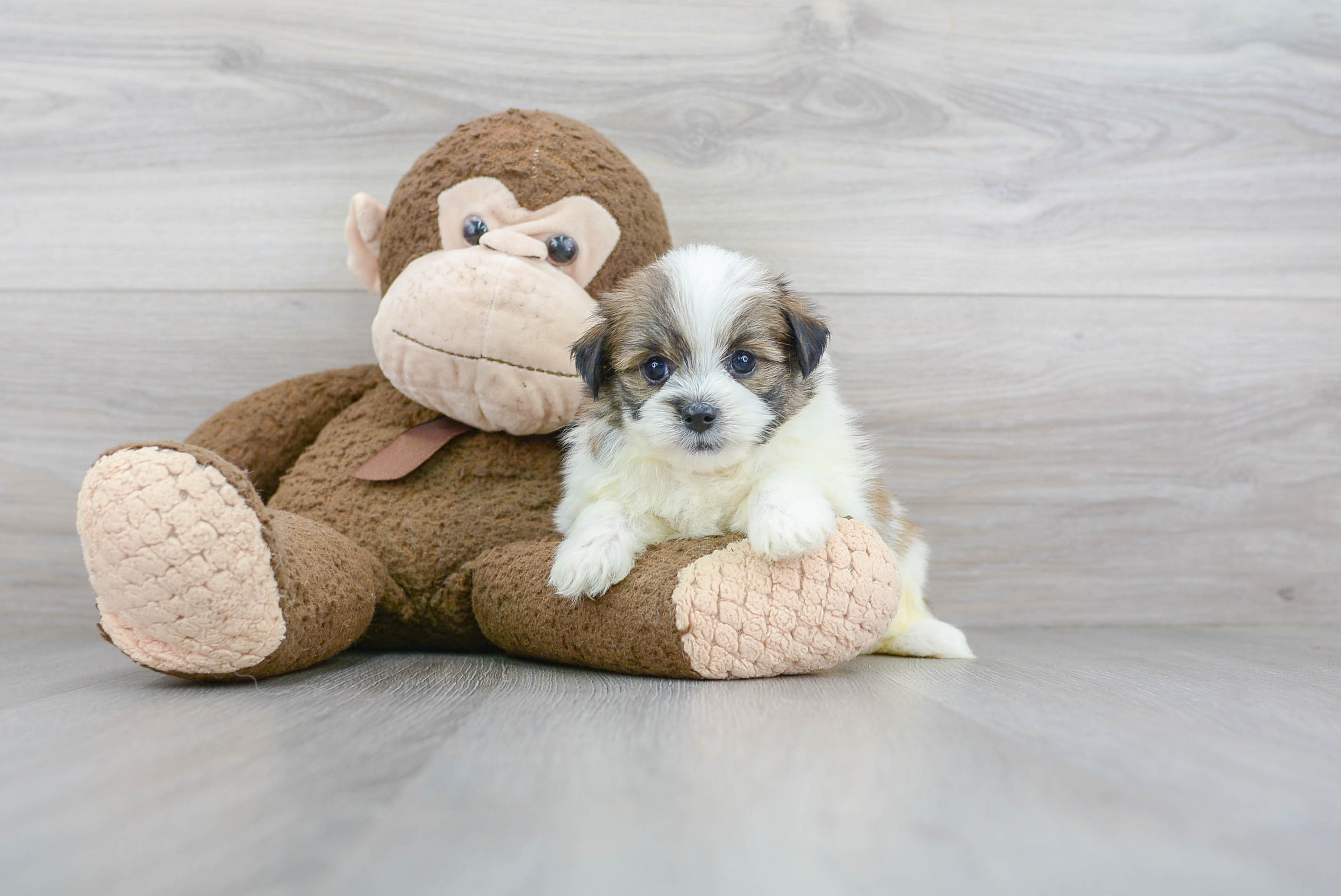 Sweet Shih Pom Baby
