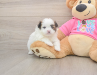 5 week old Shih Pom Puppy For Sale - Premier Pups