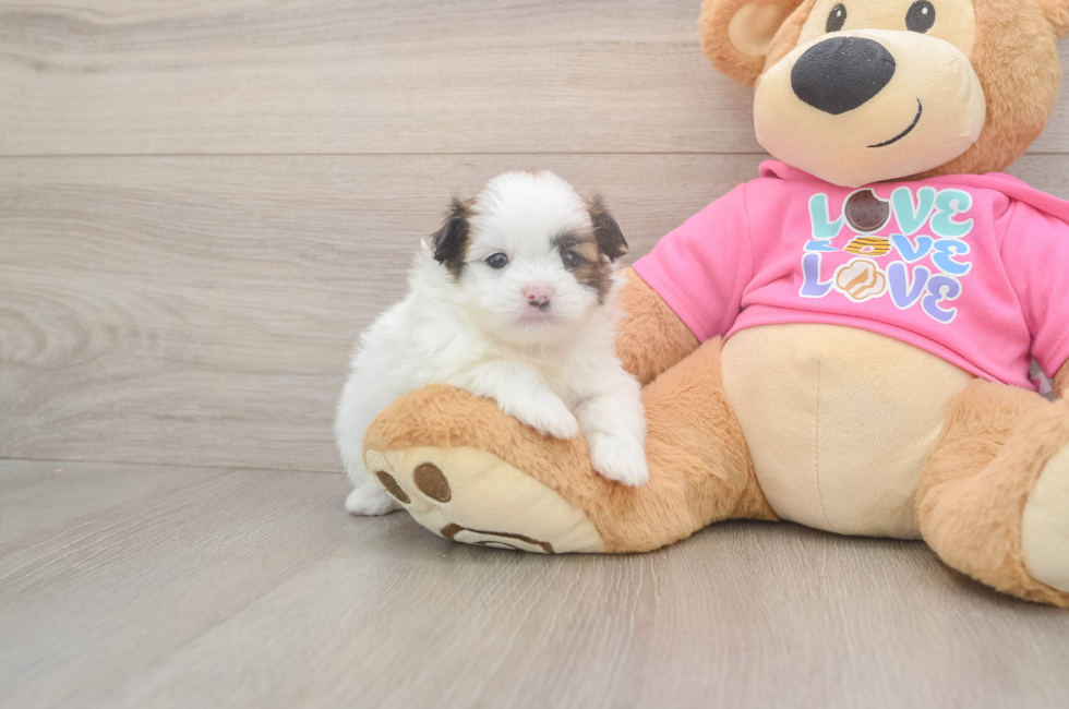 5 week old Shih Pom Puppy For Sale - Premier Pups