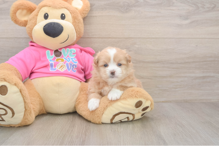 Energetic Shipom Designer Puppy