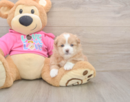 5 week old Shih Pom Puppy For Sale - Premier Pups
