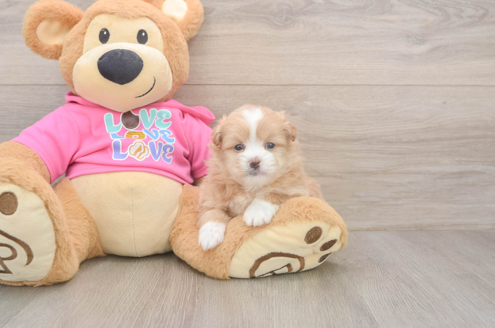 5 week old Shih Pom Puppy For Sale - Premier Pups