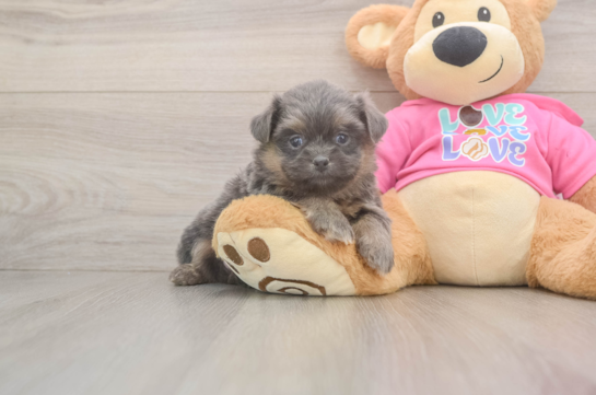 Small Shih Pom Baby