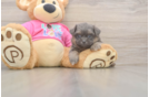 Shih Pom Pup Being Cute