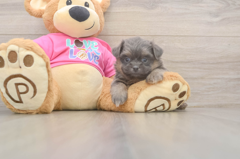 Shih Pom Pup Being Cute