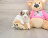 5 week old Shih Pom Puppy For Sale - Premier Pups