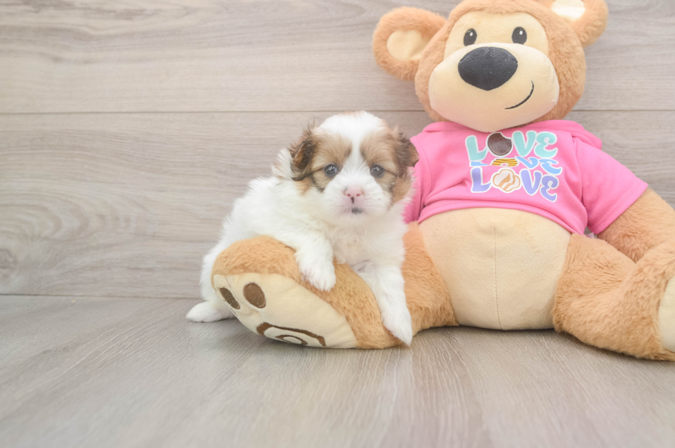 5 week old Shih Pom Puppy For Sale - Premier Pups