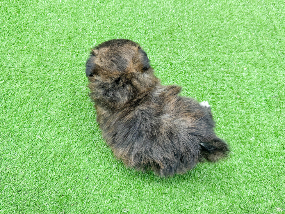 Fluffy Shih Pom Designer Pup