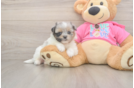 Happy Shih Pom Baby