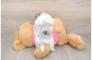 Energetic Pom Tzu Designer Puppy
