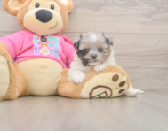 6 week old Shih Pom Puppy For Sale - Premier Pups