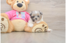 Popular Shih Pom Designer Pup