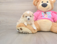 5 week old Shih Pom Puppy For Sale - Premier Pups