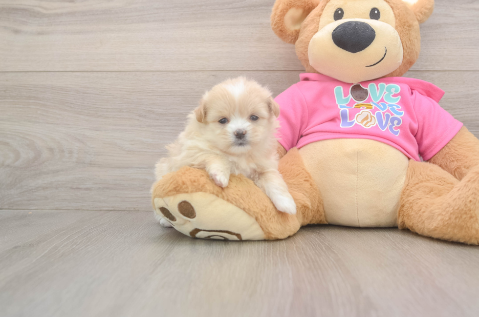 5 week old Shih Pom Puppy For Sale - Premier Pups