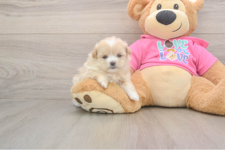 Meet Nova - our Shih Pom Puppy Photo  1/3 - Premier Pups Shih Pom Puppy for Adoption