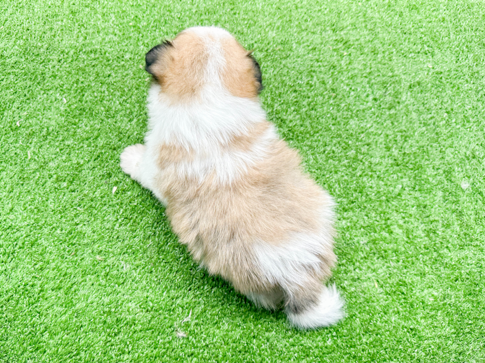 Shih Pom Pup Being Cute