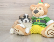 5 week old Shih Pom Puppy For Sale - Premier Pups