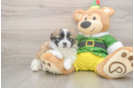 Fluffy Shih Pom Designer Pup