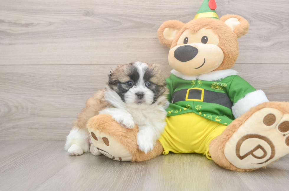 5 week old Shih Pom Puppy For Sale - Premier Pups