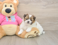 6 week old Shih Pom Puppy For Sale - Premier Pups