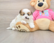 7 week old Shih Pom Puppy For Sale - Premier Pups